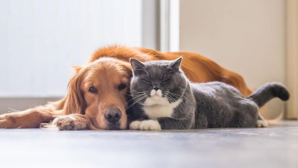 Mascotas, Gato y perro, acurrucadas tranquilamente sobre un piso de cerámica antes de una mudanza