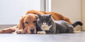 Mascotas, Gato y perro, acurrucadas tranquilamente sobre un piso de cerámica antes de una mudanza
